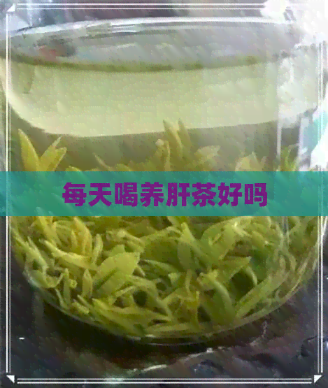 每天喝养肝茶好吗