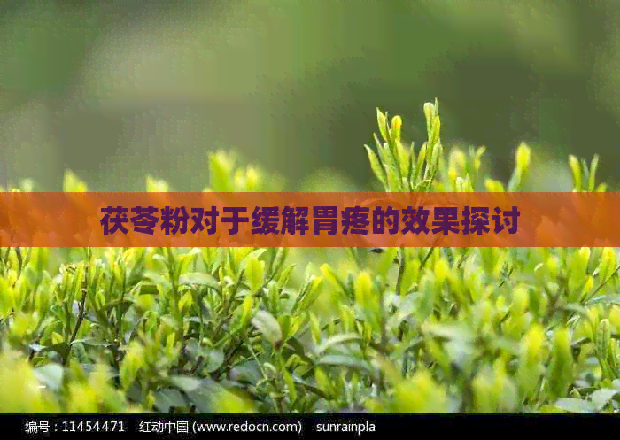 茯苓粉对于缓解胃疼的效果探讨