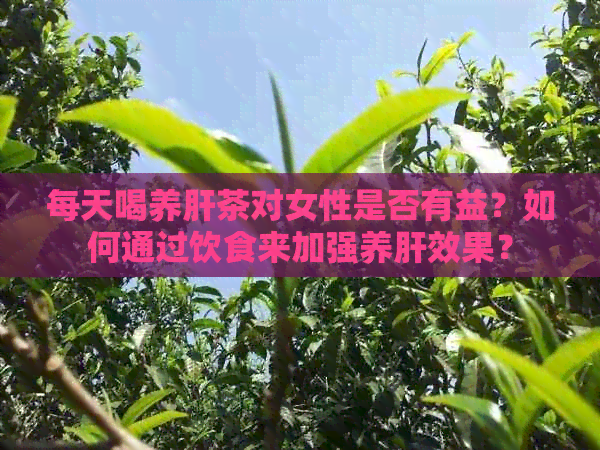 每天喝养肝茶对女性是否有益？如何通过饮食来加强养肝效果？