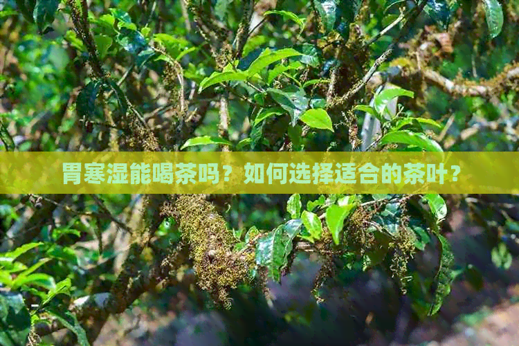 胃寒湿能喝茶吗？如何选择适合的茶叶？