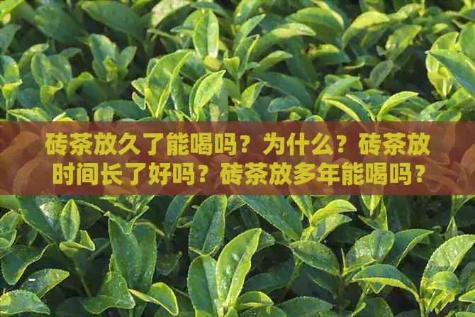 砖茶放久了能喝吗？为什么？砖茶放时间长了好吗？砖茶放多年能喝吗？