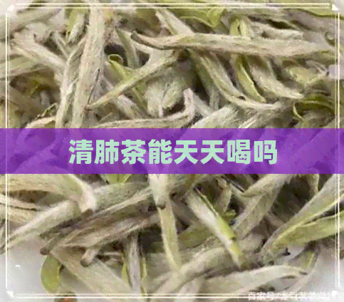 清肺茶能天天喝吗