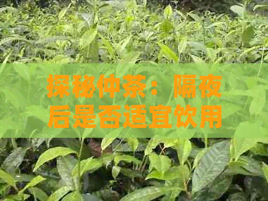 探秘仲茶：隔夜后是否适宜饮用？