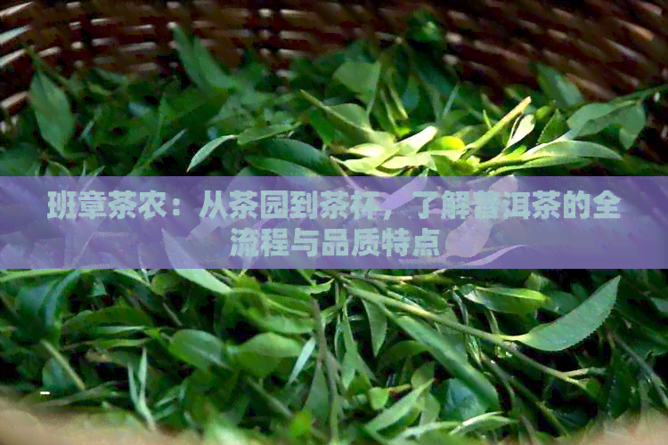 班章茶农：从茶园到茶杯，了解普洱茶的全流程与品质特点