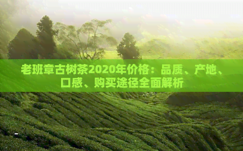 老班章古树茶2020年价格：品质、产地、口感、购买途径全面解析