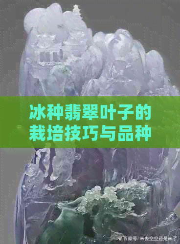 冰种翡翠叶子的栽培技巧与品种选择