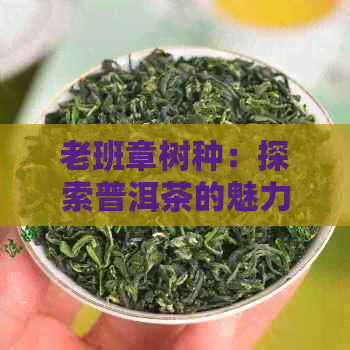 老班章树种：探索普洱茶的魅力与多样性