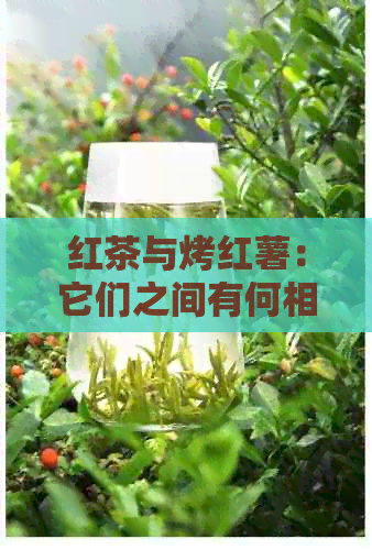 红茶与烤红薯：它们之间有何相似之处和味道差异？