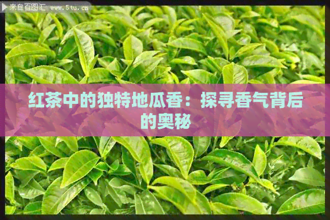 红茶中的独特地瓜香：探寻香气背后的奥秘