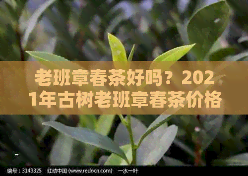 老班章春茶好吗？2021年古树老班章春茶价格及口感区别，你了解吗？