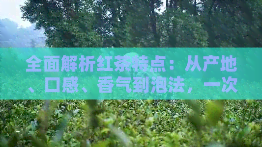 全面解析红茶特点：从产地、口感、香气到泡法，一次了解所有关于红茶的知识