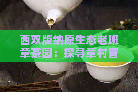 西双版纳原生态老班章茶园：探寻章村普洱茶的千年传承