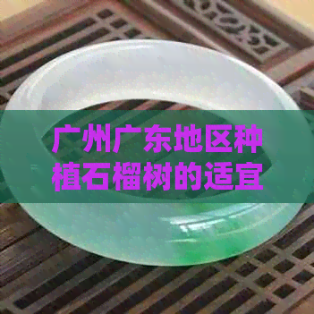 广州广东地区种植石榴树的适宜条件与技巧