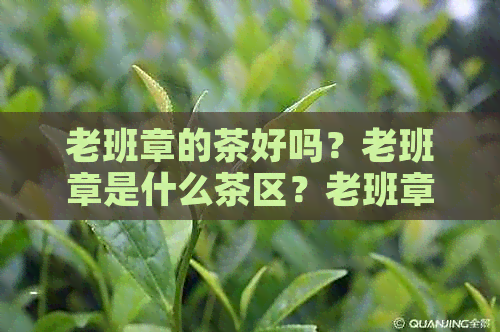 老班章的茶好吗？老班章是什么茶区？老班章茶怎么样？老班章老茶口感如何？