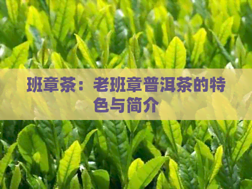 班章茶：老班章普洱茶的特色与简介