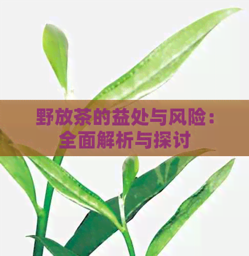 野放茶的益处与风险：全面解析与探讨