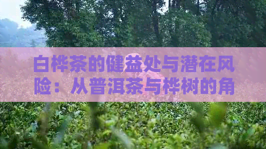 白桦茶的健益处与潜在风险：从普洱茶与桦树的角度解析