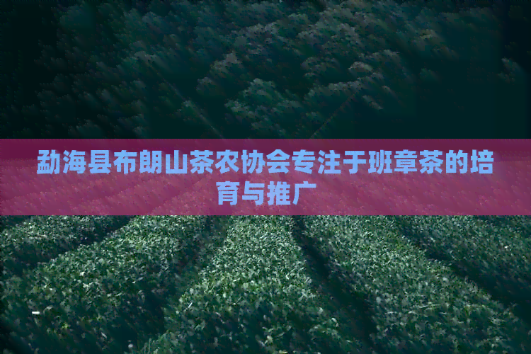 勐海县布朗山茶农协会专注于班章茶的培育与推广