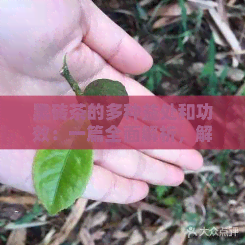 黑砖茶的多种益处和功效：一篇全面解析，解答您所有疑问