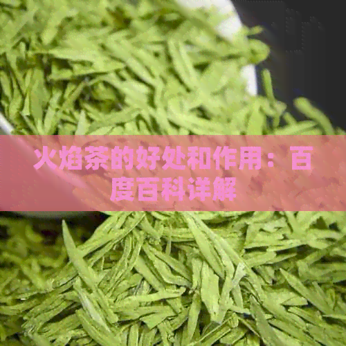 火焰茶的好处和作用：百度百科详解