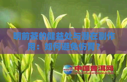 明前茶的健益处与潜在副作用：如何避免伤胃？