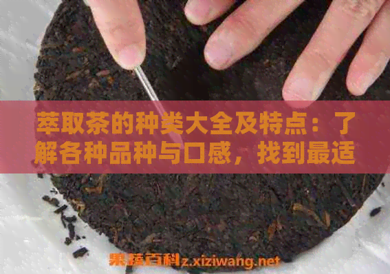 萃取茶的种类大全及特点：了解各种品种与口感，找到最适合你的茶！