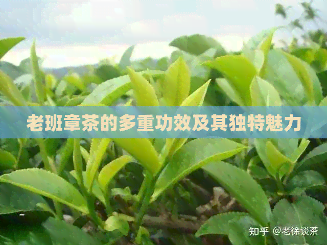 老班章茶的多重功效及其独特魅力