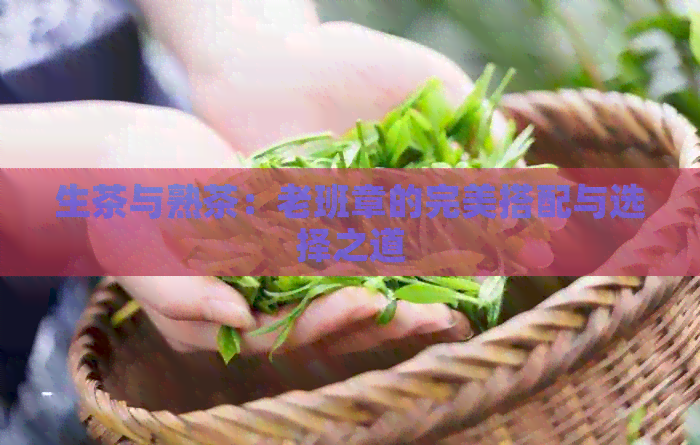 生茶与熟茶：老班章的完美搭配与选择之道