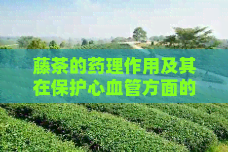 藤茶的药理作用及其在保护心血管方面的健功效解析