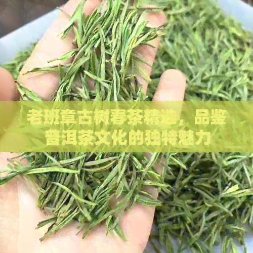 老班章古树春茶精选，品鉴普洱茶文化的独特魅力