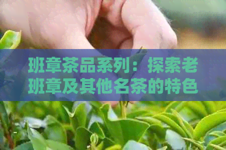 班章茶品系列：探索老班章及其他名茶的特色与品质