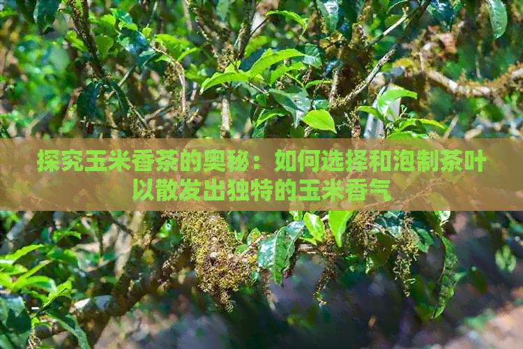 探究玉米香茶的奥秘：如何选择和泡制茶叶以散发出独特的玉米香气