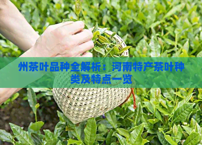 州茶叶品种全解析：河南特产茶叶种类及特点一览