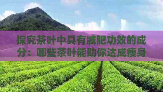 探究茶叶中具有减肥功效的成分：哪些茶叶能助你达成瘦身目标？