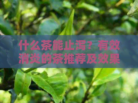 什么茶能止泻？有效消炎的茶推荐及效果对比