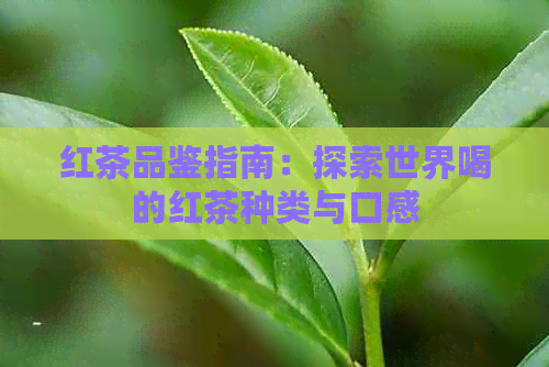 红茶品鉴指南：探索世界喝的红茶种类与口感