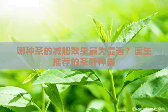 哪种茶的减肥效果最为显著？医生推荐的茶叶种类