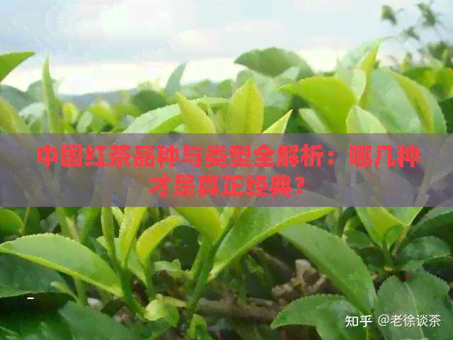 中国红茶品种与类型全解析：哪几种才是真正经典？