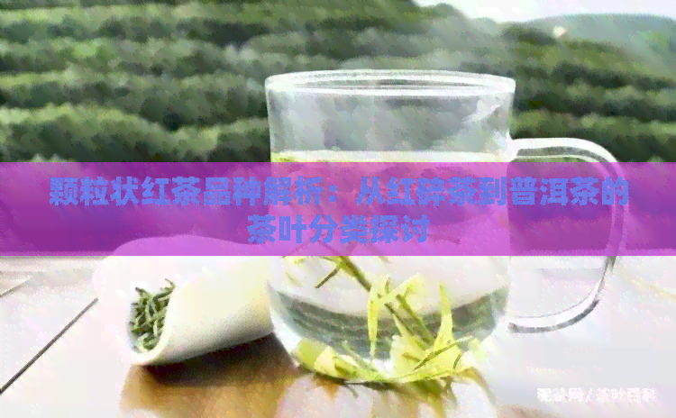 颗粒状红茶品种解析：从红碎茶到普洱茶的茶叶分类探讨