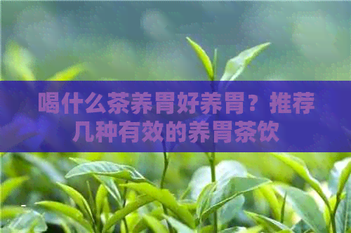 喝什么茶养胃好养胃？推荐几种有效的养胃茶饮