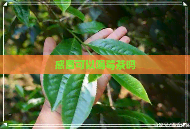 感冒可以喝莓茶吗