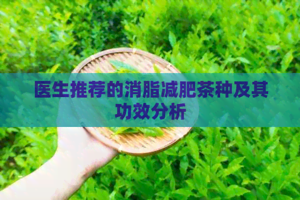 医生推荐的消脂减肥茶种及其功效分析