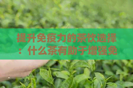 提升免疫力的茶饮选择：什么茶有助于增强免疫系统？