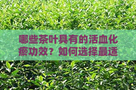 哪些茶叶具有的活血化瘀功效？如何选择最适合的茶来改善血液循环？