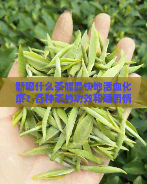 新喝什么茶能最快地活血化瘀？各种茶的功效和适用情况解析