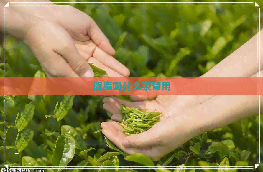 降脂喝什么茶管用