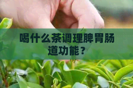 喝什么茶调理脾胃肠道功能？