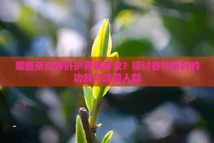 哪些茶对养肝护胃最有效？探讨各种茶叶的功效与适用人群