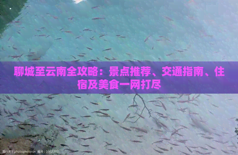 聊城至云南全攻略：景点推荐、交通指南、住宿及美食一网打尽