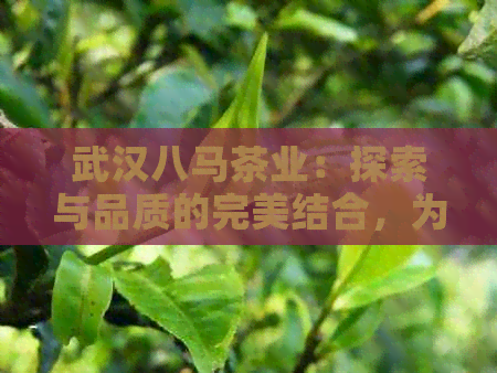 武汉八马茶业：探索与品质的完美结合，为您带来更优质的茶叶体验